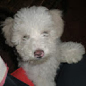 Meet your Posher, Carol